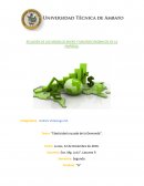 Elasticidad cruzada de la demanda