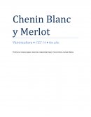Chenin Blanc y Merlot