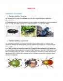 Insectos endémicos de Guatemala
