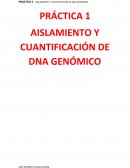 PRÁCTICA 1 AISLAMIENTO Y CUANTIFICACIÓN DE DNA GENÓMICO