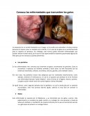 Conoce las enfermedades que transmiten los gatos