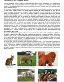 MASCOTAS MAS CARAS DEL MUNDO