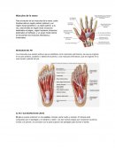 Musculos. ENFERMEDADES DE LA PIEL EN MANOS