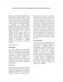 Biomecanica del sistema musculo esqueletico