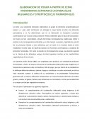 ELABORACION DE YOGUR A PARTIR DE CEPAS MICROBIANAS SEPARADAS LACTOBACILLUS BULGARICUS Y STREPTOCOCCUS THERMOPHILUS
