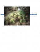 PROGRAMA DE VIGILANCIA Y MONITOREO AMBIENTAL DEL PROYECTO PLANTA DE BENEFICIO DE MINERALES.