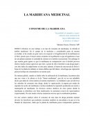 Como se da el Ensayo sobre la marihuana medicinal