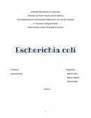 Clasificación Taxonómica Escherichia coli
