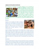 ANIMALES EN PELIGRO DE EXTINCION ¿Cómo prevenir la extincion de especies?