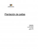 Plantación de paltas