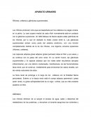 Riñones, uréteres y glándulas suprarrenales.
