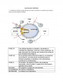 CICLO CELULAR Y APOPTOSIS