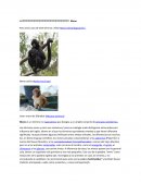 Mono es un término no taxonómico que designa a un amplio conjunto de primates simiiformes.