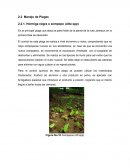 Manejo de Plagas 2.2.1. Hormiga negra o zompopo (Atta spp)