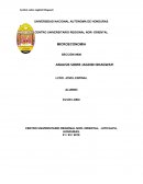 Devaluacion de la moneda hondureña ANALISIS SOBRE JAGDISH BHAGWATI