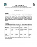 Pigmentos vegetales observados en la Spinacia oleracea (Espinaca)