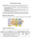 Liberación de la energía: Respiración celular
