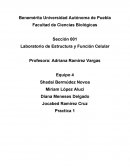 Sección 001 Laboratorio de Estructura y Función Celular