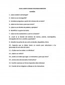 ¿Qué son los nexos y para que sirven?