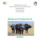 Manejo en la Producción de Búfalos