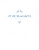 LAS COEFORAS-ESQUINO