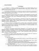 COMO ACTUA LA LA VIOLENCIA