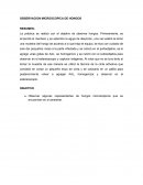 Observacion microscopica de hongos