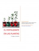 El objetivo del estudio es analizar la influencia de la fertilización nitrogenada durante el cultivo.
