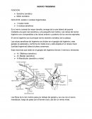 Nervio trigemino, Motor somático