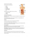 Los mejores Mastocitos