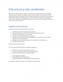 Estructuras y vías cerebrales