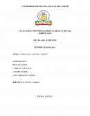 EXTRACCION ADN DEL TOMATE