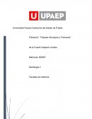 Práctica 6: “Tráquea, Bronquios y Pulmones”