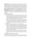 Tejido conjuntivo: es un conjunto heterogéneo de tejidos orgánicos