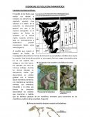 Evidencia de evolución en mamíferos PRUEBAS PALEONTOLÓGICAS: