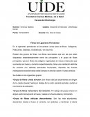 Fibras del Ligamento Periodontal