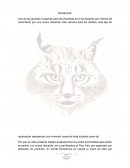 Efectos: Infecciones pélvicas, desarrollo irregular de células en trompas de Falopio, inflamaciones con dolor ventral y sin control.