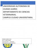 Introduccion: Ciclo celular