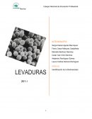 La fermentación de los alimentos sirve a 5 propósitos generales Biologia - Biologia