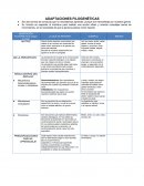 Adaptaciones filogenéticas. Reguladoras del impulso