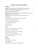 CULTURA DE COSTA SIERRA OCCIDENTAL