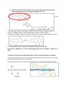 Reacciones oxido reducción y ciclo de krebs