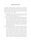 FISIOLOGÍA DEL PARTO. Las adaptaciones anatómicas, fisiológicas y bioquímicas durante el embarazo son profundas