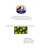 Elaboración de una crema hidratante a base de aceitunas