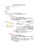 Miembro inferior Está constituido por 2 huesos: La Clavícula & el Omoplato