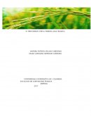 IMPLEMENTACION DEL SISTEMA DE COSTOS DE LA PRODUCCION DE ARROZ