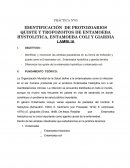 IDENTIFICACIÓN DE PROTOZOARIOS QUISTE Y TROFOZOITOS DE ENTAMOEBA HYSTOLITICA, ENTAMOEBA COLI Y GIARDIA LAMBLIA
