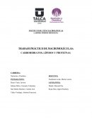 TRABAJO PRÁCTICO DE MACROMOLÉCULAS: CARBOHIDRATOS, LÍPIDOS Y PROTEÍNAS
