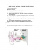 Trabajo práctico de Física: EL sonido y el oído humano