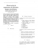 Observación de organismos de diferentes grupos microbianos